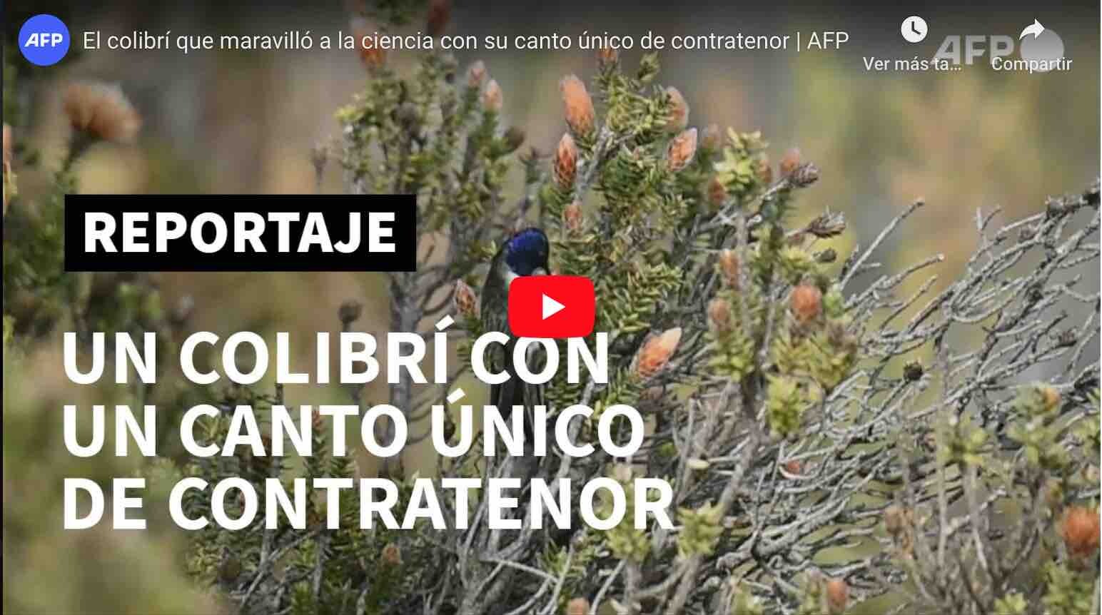 VIDEO: MUY INTERESANTE – El colibrí del Chimborazo entona las notas más agudas del mundo.