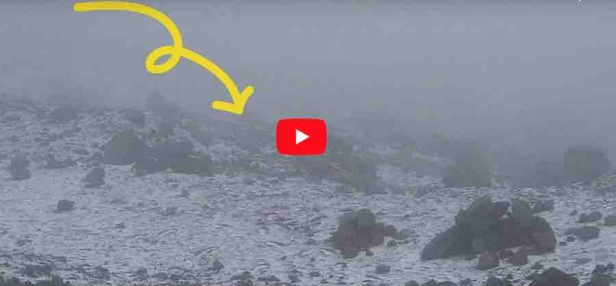 VIDEO: Lobo captado en Chimborazo