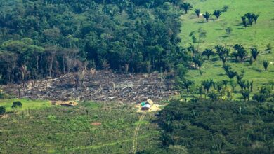 Perder la conexión entre los Andes y la Amazonía: un precio de la ...