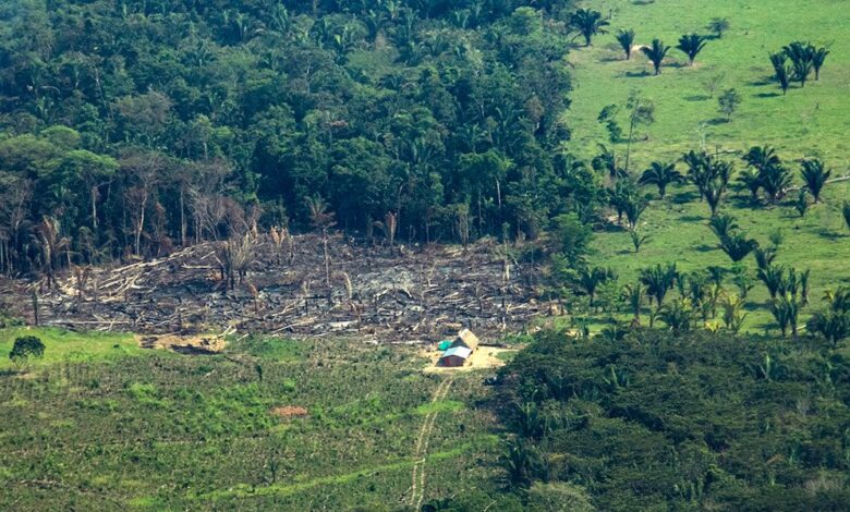Perder la conexión entre los Andes y la Amazonía: un precio de la ...