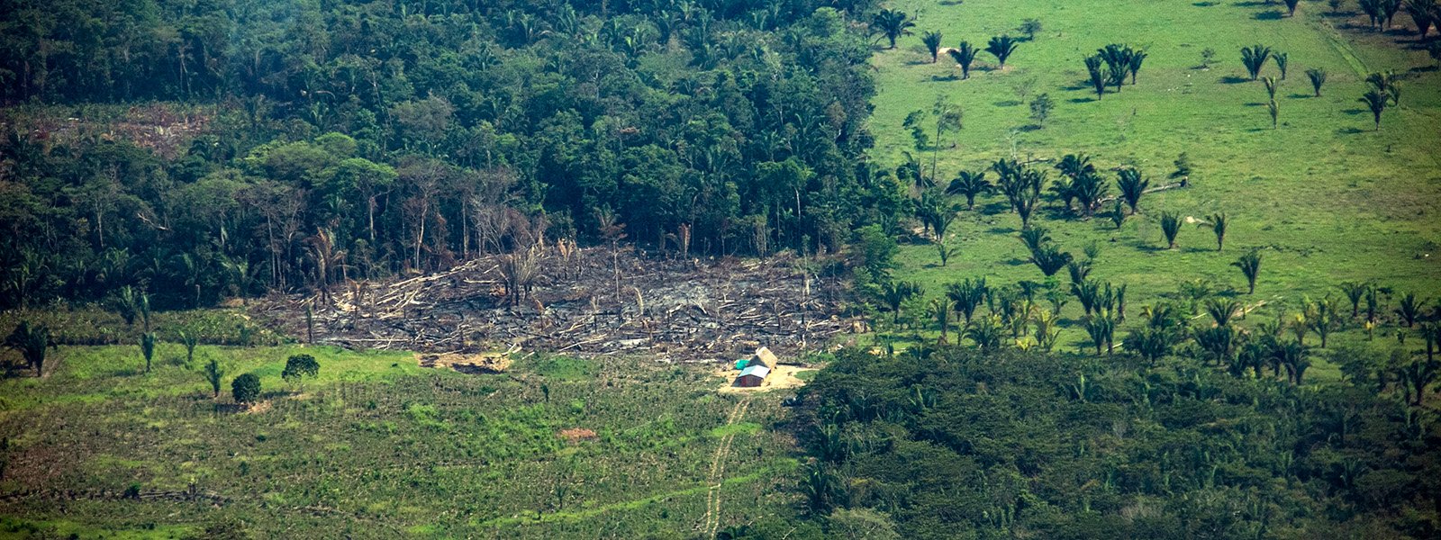 Perder la conexión entre los Andes y la Amazonía: un precio de la ...
