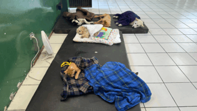 Jornada de esterilización de CRIAR se activa