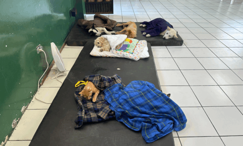 Jornada de esterilización de CRIAR se activa