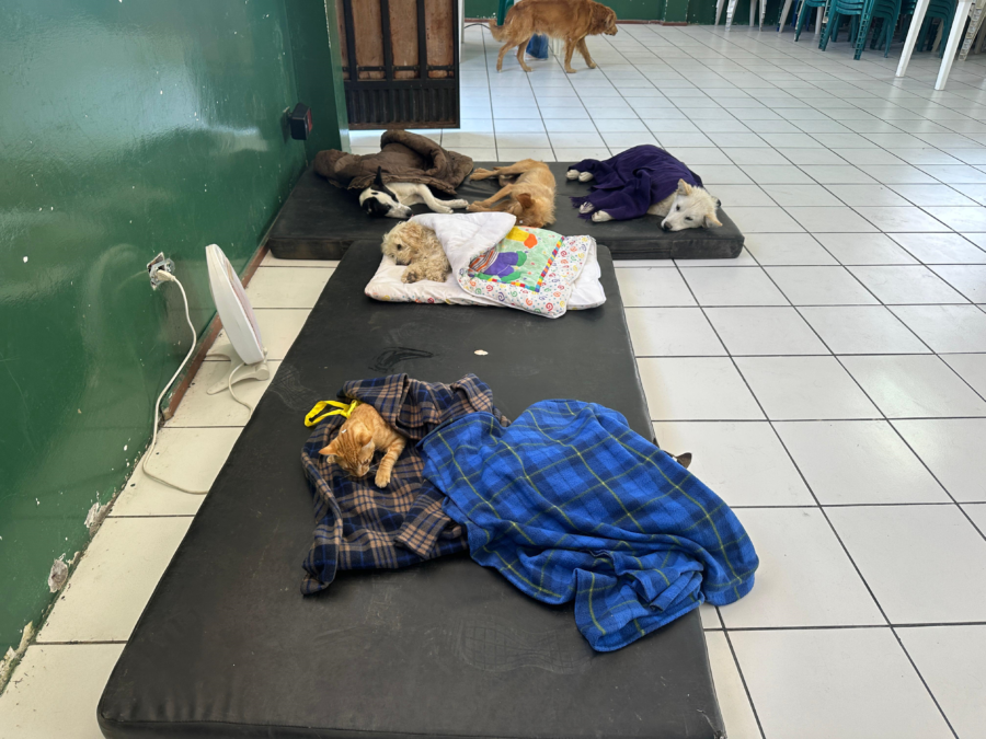 Jornada de esterilización de CRIAR se activa