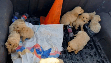 Rescate de animales en el Mercado La Esperanza: 29 perros y 9 ...
