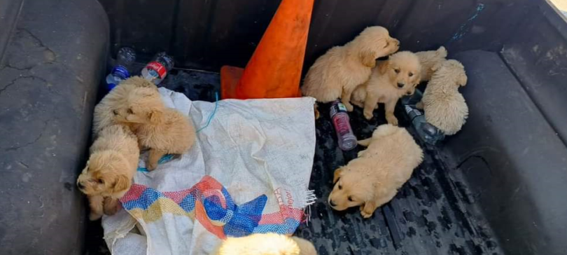 Rescate de animales en el Mercado La Esperanza: 29 perros y 9 ...