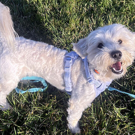 Adopción Happy Tails | Adoptar | Sociedad Humanitaria del Condado ...