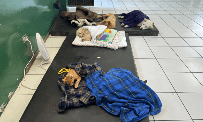 Esterilización Animal Gratuita en Riobamba: Todo lo que Necesitas ...