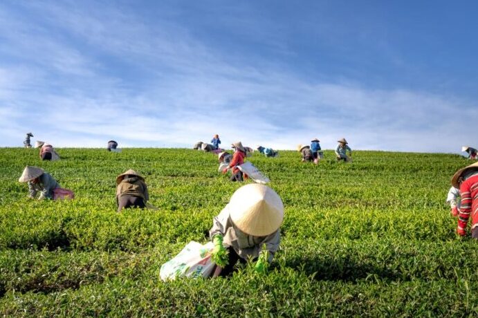LA “AGRICULTURA BAJO CONTRATO”: CONTRIBUCION AL DEBATE TEORICO ...