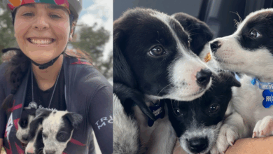 Una heroína sobre ruedas: ciclista rescata y da un nuevo hogar a ...