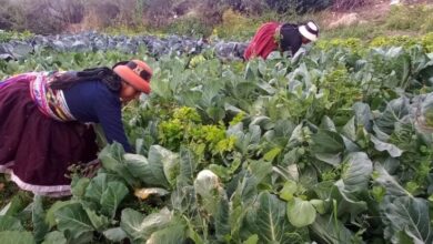 Evaluación de avances en la transición agroecológica y sus ...