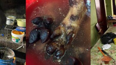 Arcsa halla alimentos podridos y pezuñas crudas en baldes en un ...