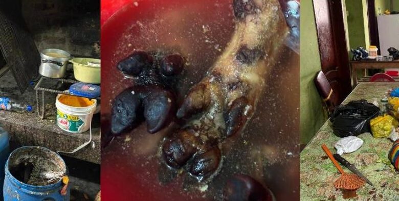 Arcsa halla alimentos podridos y pezuñas crudas en baldes en un ...