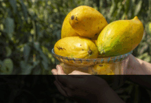 Gota de miel” el mango más dulce y resistente del Ecuador ...