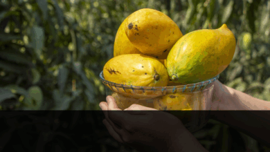 Gota de miel” el mango más dulce y resistente del Ecuador ...