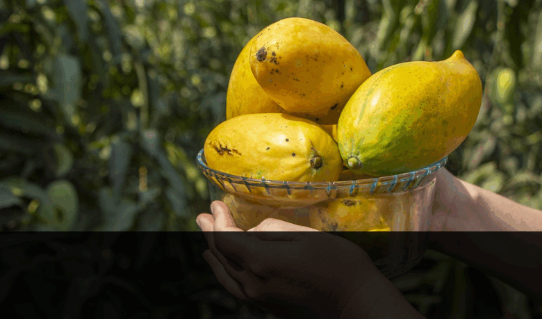 Gota de miel” el mango más dulce y resistente del Ecuador ...