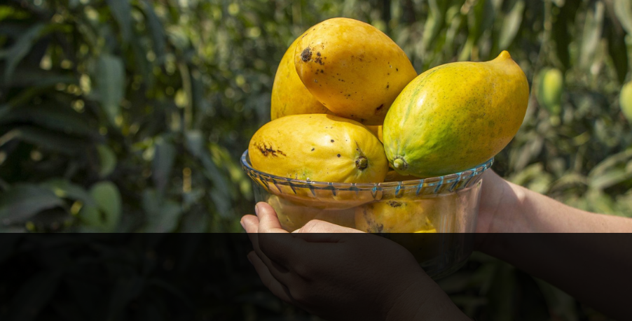 Gota de miel” el mango más dulce y resistente del Ecuador ...