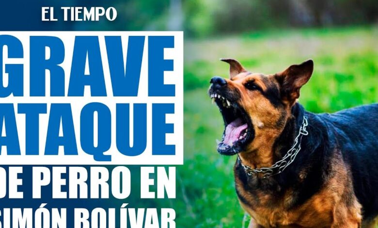 Hombre queda herido tras ser atacado por un perro mientras entrenaba en el  Simón Bolívar | EL TIEMPO
