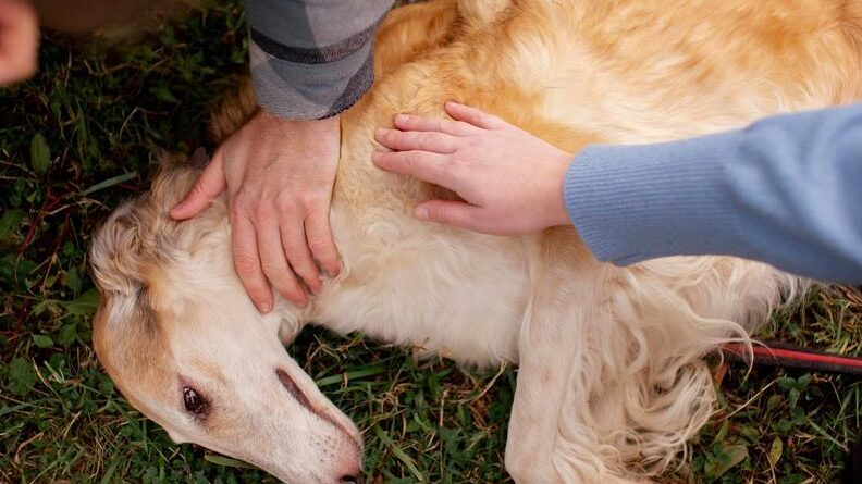 Qué debo hacer si mi perro se envenena