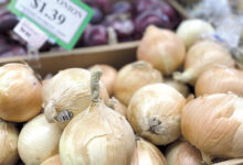 Perspectivas positivas para la cebolla peruana - Produce Business