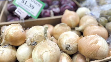 Perspectivas positivas para la cebolla peruana - Produce Business