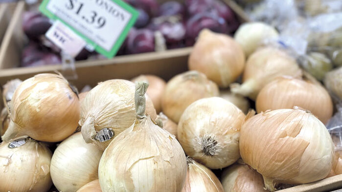 Perspectivas positivas para la cebolla peruana - Produce Business