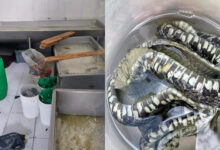 En Riobamba clausuran planta de lácteos donde hallaron una ...