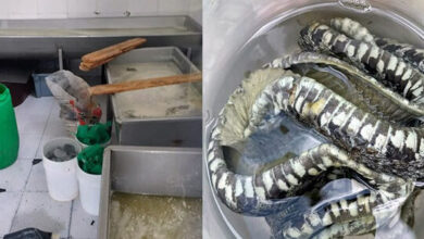 En Riobamba clausuran planta de lácteos donde hallaron una ...