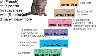 15 15 Systematics connects classification with evolutionary history