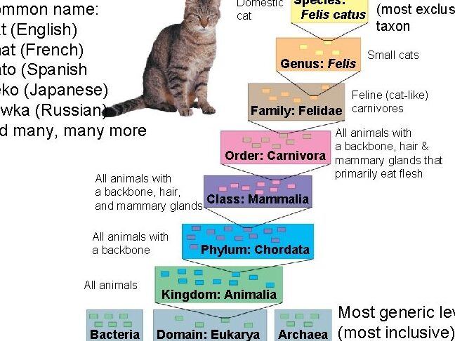 15 15 Systematics connects classification with evolutionary history