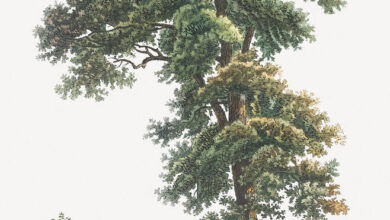 Vintage tree drawing | Free download under CC Attribution (C… | Flickr