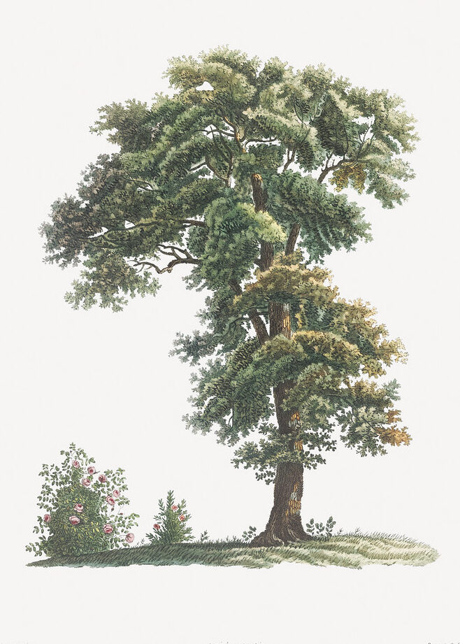 Vintage tree drawing | Free download under CC Attribution (C… | Flickr