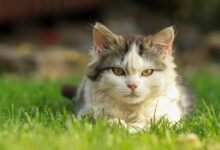 30,000+ Best Cat Photos · 100% Free Download · Pexels Stock Photos