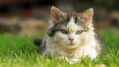 30,000+ Best Cat Photos · 100% Free Download · Pexels Stock Photos