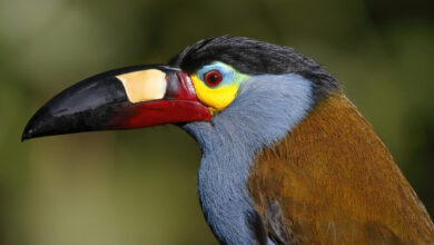 Plate-billed Mountain-Toucan | Great Bird Pics