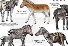 Types of Zebra Poster / Field Guide - SIGNED BY ARTIST! - Etsy | All ...