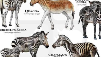 Types of Zebra Poster / Field Guide - SIGNED BY ARTIST! - Etsy | All ...
